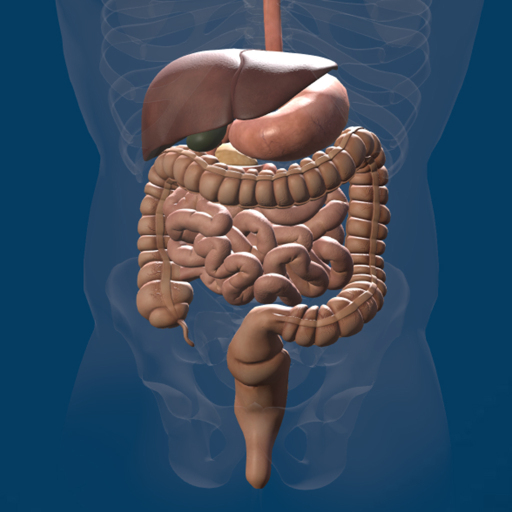 The Human Digestive System 3d