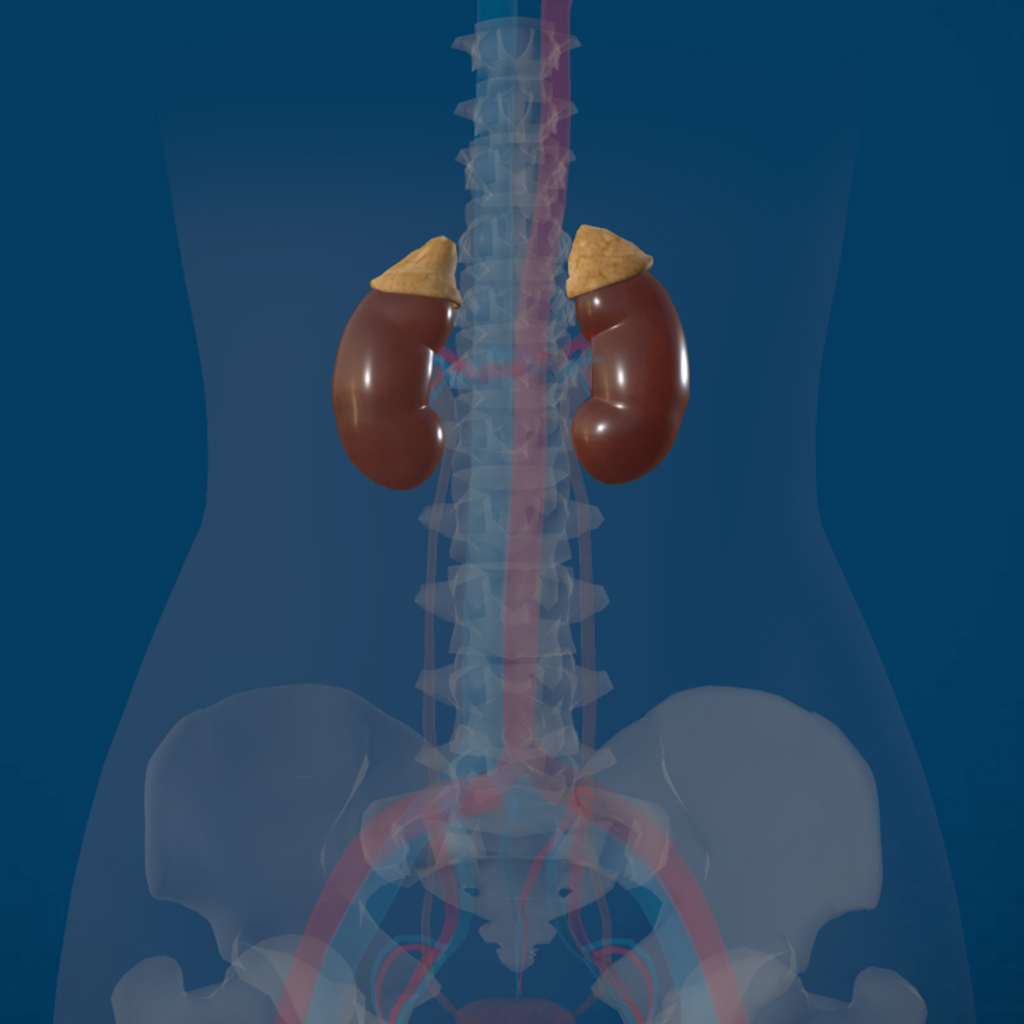 The Urinary System 3D
